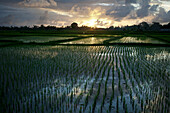 'Rice Fields Near Ubud; Bali, Indonesia'