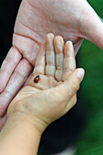 'A Child And Adult With Chalk On Their Hands Holding A Ladybug; Edmonton Alberta Canada'