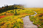 'Autumn Colours And Fog With A Winding Path On Mount Rainier In Mount Rainier National Park; Washington, State United States of America'