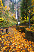 'Autumn Colours At Multnomah Falls Columbia River Gorge National Scenic Area; Oregon, United States of America'