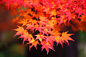 'Autumn colours;Portland oregon united states of america'
