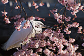 'Japanese white egret in a cherry blossom tree;Kyoto japan'