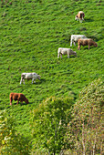 'Cattle grazing in a field;Ireland'