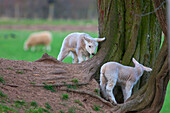 'Lambs playing around the base of a tree;Northumberland england'