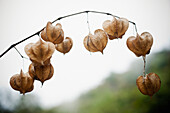 'Branch of a drying plant;Yelapa jalisco mexico'