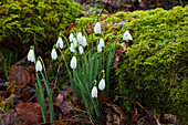 'Snowdrops (galanthus) blossoming in a garden;Gatehouse of fleet dumfries scotland'