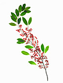 Berries On A Stem Against A White Background