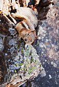 'A golden-mantled ground squirrel (callospermophilus lateralis);Lake louise alberta canada'