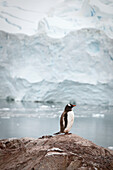 'Gentoo penguin (pygoscelis papua);Antarctica'