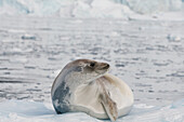 'Seal on the ice;Antarctica'