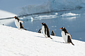 'Gentoo penguin (pygoscelis papua);Antarctica'
