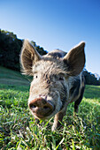 'A pig on a grass field;Murwillumba new south wales australia'