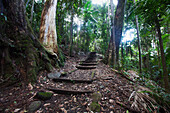 'Semi-tropical rainforest in mount warning national park;New south wales australia'