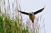 'Puffin in flight in lake clarke national park;Alaska united states of america'