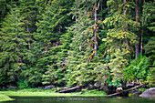 'Grizzly bear (ursus arctos horribilis) walks down a log at the khutzeymateen grizzly bear sanctuary near prince rupert;British columbia canada'