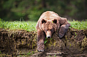 'Grizzly bear (ursus arctos horribilis) resting on the grass at the khutzeymateen grizzly bear sanctuary near prince rupert;British columbia canada'