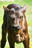 'Close up of a newly born calf in a field west of calgary;Alberta canada'