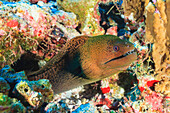 'Green moray eel (gymnothorax funebris);Fakarava island tuamotus group french polynesia south pacific'