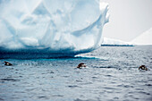 'Gentoo penguins (pygoscelis papua) in the water;Antarctica'