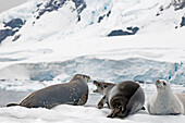 'Crabeater seal (lobodon carcinophagus);Antarctica'