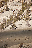 'Elk grazing on a hillside;Wyoming united states of america'