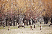 'Deer grazing under trees near bozeman;Montana united states of america'