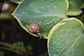 'Close up of a snail and it's shell on a large leaved plant;Kelowna british columbia canada'