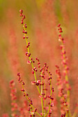 Close Up Of Red Blooms On Grasses In The Chugach Mountains, Anchorage, Southcentral Alaska, Autumn