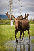 Captive: Bull Moose With Its Antlers In Velvet Walks Thru Water, Alaska Wildlife Conservation Center, Southcentral Alaska, Spring