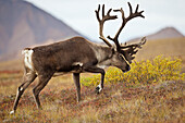 Bull Caribou With Its Antlers In Velvet Walks Across Colorful Tundra In Denali National Park And Preserve, Interior Alaska, Autumn