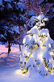 Snow Covered Christmas Tree Lit With White Lights Outside In Winter