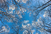 Looking Up Through Hoarfrost Covered Birch Trees In Russian Jack Park, Anchorage, Alaska