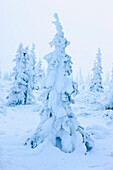 Snow And Hoarfrost Covered Spruce Trees In The Fog At Eureaka Summit, Alaska.