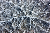 Close Up Of Cracks In The Ice Of Nenana River Near Denali National Park, Southcentral Alaska, Winter