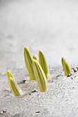 'Close up of plant buds growing through snow in kananaskis provincial park;Alberta canada'