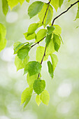 'Leaves on a branch;Thunder bay ontario canada'