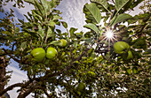 'Organic apples ripen under a summer sun in the cowichan valley;Vancouver island british columbia canada'