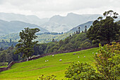 'Sheep grazing on a hillside;England'