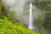 'Akaka falls akaka falls state park hamakua coast;Big island hawaii united states of america'