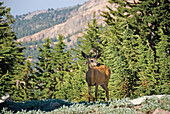'Young mule deer with mountains in the background;California united states of america'