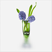 Purple flowers in a glass vase