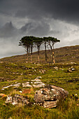 'Small trees stand in a rugged field of grass and rock under a cloudy sky;Applecross peninsula scotland'