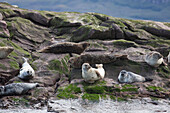 'Sea lions sitting on the rock at the water's edge;Applecross peninsula scotland'