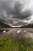 'Swans swimming in the water of loch etive;Bonawe argyle and bute scotland'