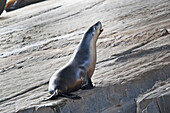 'Seal sitting on a rock calling;Australia'