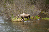 A Cow Moose Leads Her Twin Moose Calves Down A Shallow Stream In The Portage Area Of Southcentral Alaska, Spring