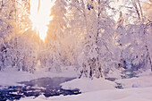 'Small stream in a hoar frost covered forest with rays of sun filtering through the fog in the background russian jack springs park;Anchorage alaska united states of america'