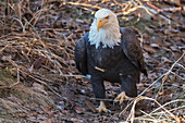 'Bald eagle (haliaeetus leucocephalus) walking on the ground;Alaska united states of america'