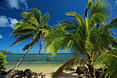 'Palm trees on the shore by the ocean against a blue sky;Hawaii united states of america'