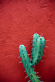 'Cactus against a red wall;San miguel de allende guanajuato mexico'